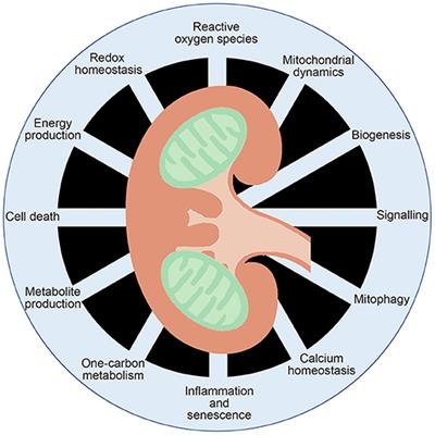 Mitochondrial Regulation of Diabetic Kidney Disease